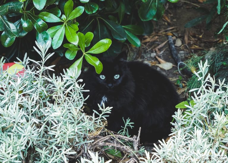 Animaux
